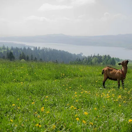 Hytte Podhalanskie U Magdusi I Marcina Z Jacuzzi *
