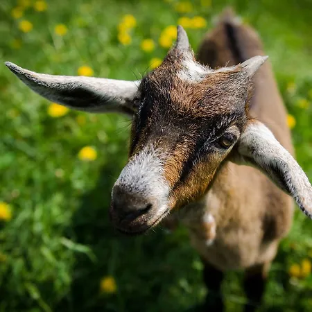 Podhalanskie U Magdusi I Marcina Z Jacuzzi Maniowy